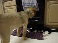 Male Dog Tries to Hump Male Cat (Part II)