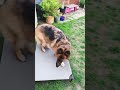 German shepherd playing with a Staffordshire bull terror