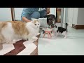 The Rescued Kitten Got Caught Trying to Steal the Big Cat's Food │ Episode.23