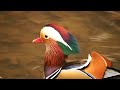 Mandarin Duck