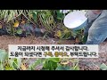 넝쿨만 무성한 고구마 이것 3가지면 웃자람 억제하고 고구마 주렁주렁 달립니다. #고구마 많이 달리는 방법 # 주말 농장 고구마 가꾸기.