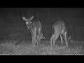 Momma deer with two yearlings