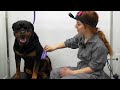 A Misunderstood Dog: Is it True What They Say About The Ferocious Rottweiler?