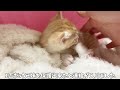 全身ノミだらけで保護された兄妹猫【かぐ告兄妹日記#8】Protected kitten with fleas all over.