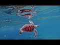 Aquarium 4K Video ULTRA HD  - Tropical Fish & Coral Reefs, Sea Animals