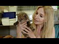 BABY FOXES  - HOW TO RESCUE THEM