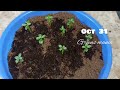 How to grow Adenium seeds /one month update/அடீனியம் ஒரு மாத வளர்ச்சி🌱