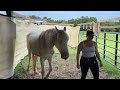 Working with Halo my first wild mustang on approaching her and being in her space.