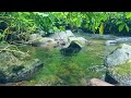 Nature Sound Therapy, The Sound of Water and Birdsong in Tropical Mountain Rivers, ASMR