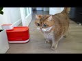 How to give water to a cat who doesn't drink much