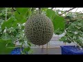 Berkunjung ke Greenhouse Melon Fujisawa Sistem Machida Hydroponic di Ciparay