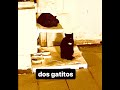 Dos Gatitos