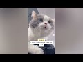 😹 You Laugh You Lose 🙀🐱 Funny Animal Moments 🐱😍