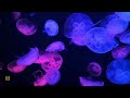 Serene Underwater World: Relaxing Music with Beautiful Fish