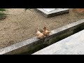 My Serama - the world's smallest chicken breed. 世界最小ニワトリ。