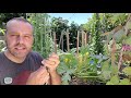 How to Grow Squash Vertically...EVEN ZUCCHINI! Small Space Gardening.