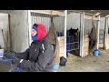 Own A Standardbred Two Year Old Harness Racing Training Day