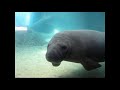 manatee squeaks when hitting glass