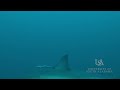 Great white shark was caught on video off Alabama coastline