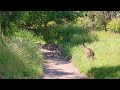 Kangaroos relaxing on the path at Wildlife Wonders in Victoria, Australia