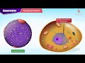 Lipoproteins and Apolipoproteins - Structure , function and metabolism : Medical Biochemistry