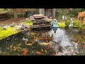 Koi pond - potassium permanganate treatment