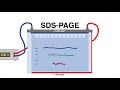 SDS-PAGE explained - Protein Separation Technique