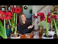 My Amaryllis Passion Grows! How to Plant, Propagate, & Rebloom Amaryllis Bulbs + Cut Amaryllis Tips!