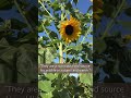 “Sunflower benefits”