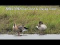 鴻雁&灰雁/Swan Goose & Graylag Goose