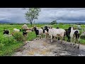 Chuva Frontal Avançando da Zona da Mata Sul Para o Agreste Pernambucano