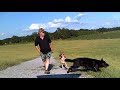 German Shepherd dog walk