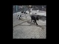 🐕😸 Funniest Cats and Dogs Videos 🐶🐕 Best Funny Animal Videos 2024 #16