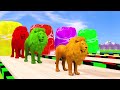 Paint & Animals Duck,Gorilla,Lion,Elephant,Cow,Sheep Fountain Crossing Transformation Animal Cartoon