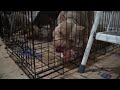 Feeding Time: Pig Feet Benefits for Dogs (Raw Nutrition)