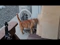 A cat is acting cute for the first time in 5 years