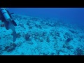 POV Diving - Cozumel - Mexico