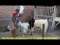 Long Hair Goat crosses etawa goat in village farm | Goat Farm in village