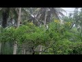 The rain hits on trees #nature #water #tree #rain #relaxing #relaxingmusic #meditation