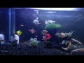 aquarium makin cantik pake pasir...