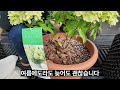 실패는 제가 했으니 피하세요! 여름수국 8가지 치명적 실수