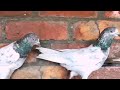 High faling pigeons for sale//25 kabootar for sale//pigeon Galler//@Lahorepigeons86 //#viral #video