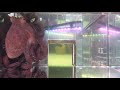 Octopus Explores The Box of Mirrors - Viewer Request