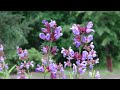 Цветение Шалфея / The flowering of Salvia