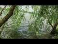 Ducks on the lake are looking for shelter from wind and waves. Wind on the lake. Waves on the lake.