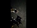 Feeding kittens in front of a mosque