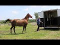 Trailer Training - Horse Won't go to the Trailer