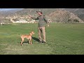 Puppy Training Teach Your Puppy to Focus - Robert Cabral Dog Training Video