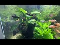 Panda garra plant #aquarium #aquascape #fishtank