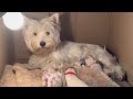 Rita’s Newly Born Puppies | Westies 1-2 Weeks  | VLOG